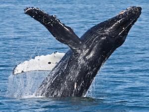 Humpback Whale, Prince William Sound, Alaska Photo