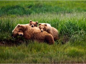 Alaska Tour & Travel Photo