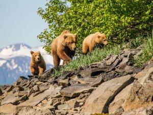 sow and cubs with view Photo