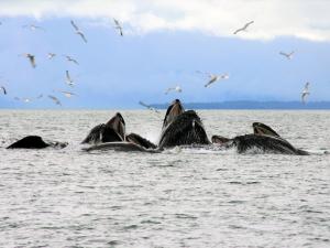 Sitka WhaleFest Photo