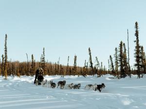 Susitna Sled Dog Adventures Photo
