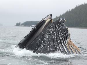 Hoonah Whale Near Icy Strait Point Photo