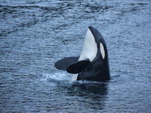 Sitka Expeditions Photo