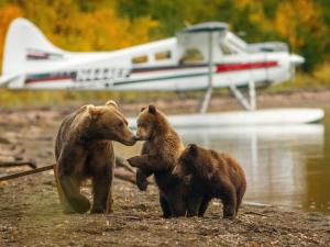 Alaska Stillpoint Lodge Katmai Bear Viewing Photo