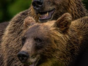 Alaska Charters and Adventures Photo