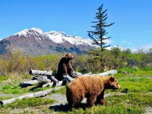 Alaska Wildlife Conservation Center Photo